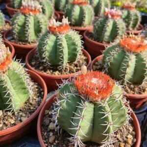 melocactus matanzanus cactus