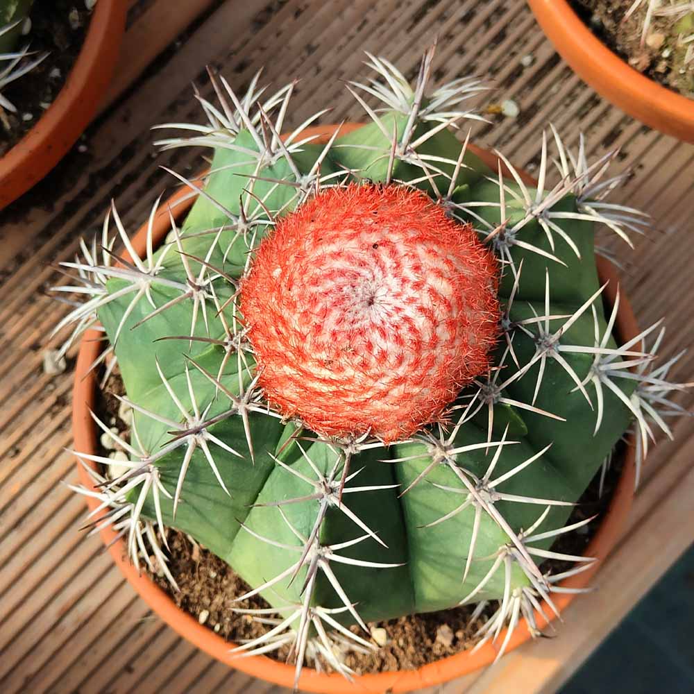 melocactus matanzanus pianta cactus