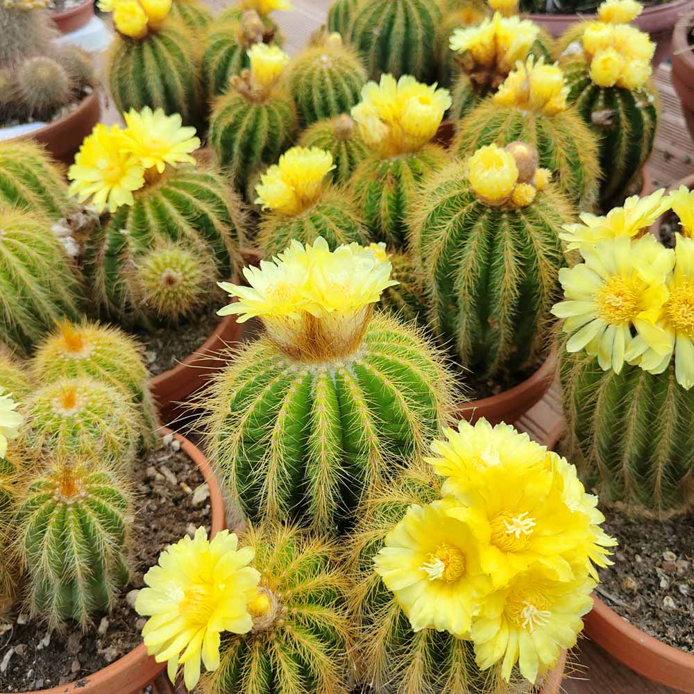 notocactus magnificus cactus