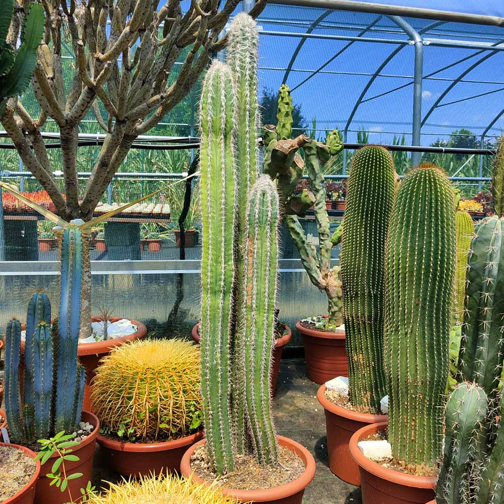 pilosocereus palmeri cactus