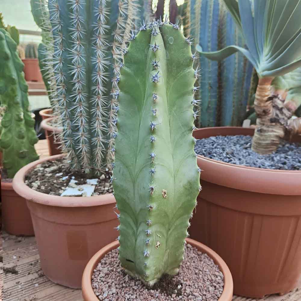 stenocereus pruinosus