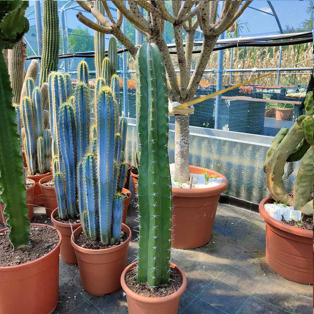 stenocereus pruinosus cactus