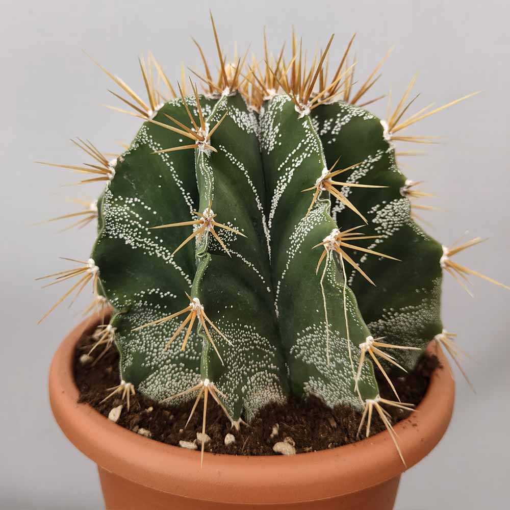 astrophytum ornatum