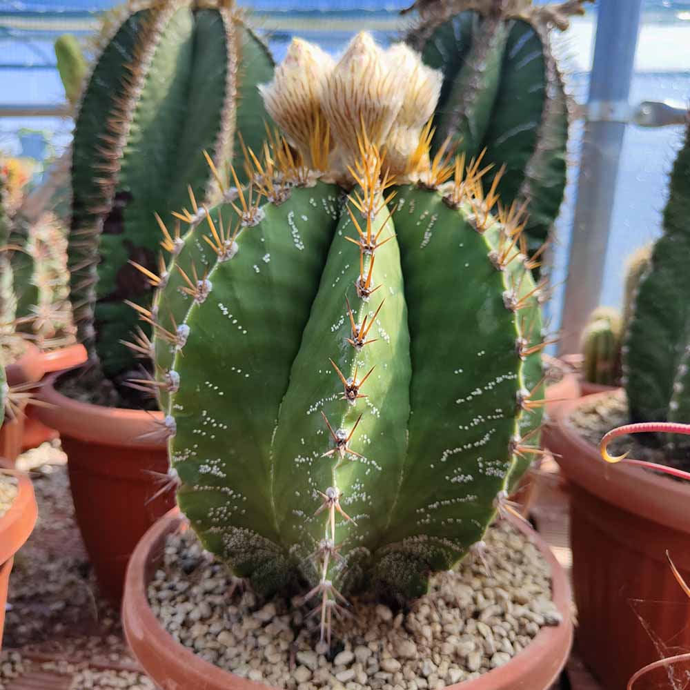 astrophytum x ornatum cactus