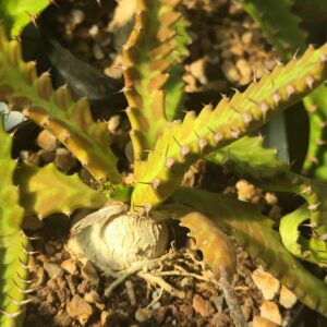euphorbia stellata cactus