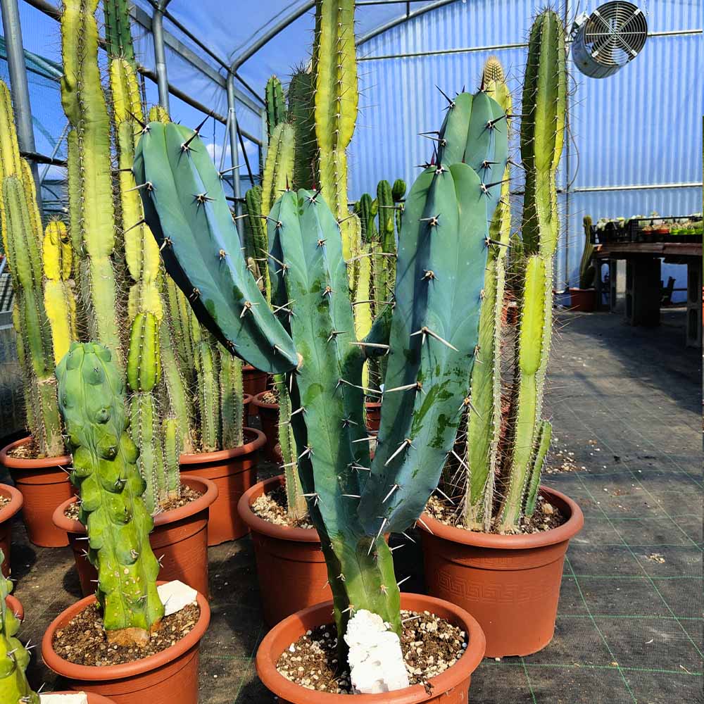 myrtillocactus geometrizan cactus