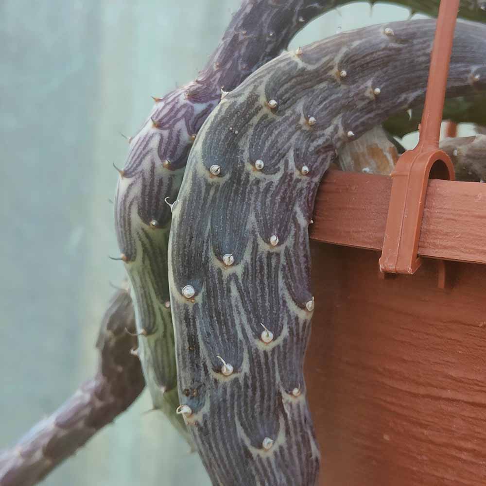 senecio pendulus cactus