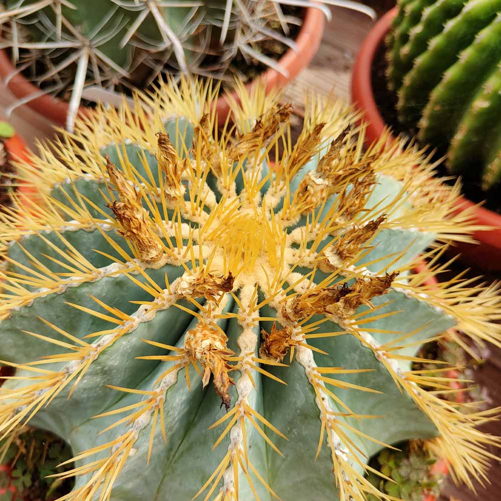 ferocactus glaucescens cactus