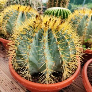ferocactus glaucescens pianta