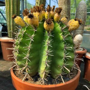 ferocactus horridispina