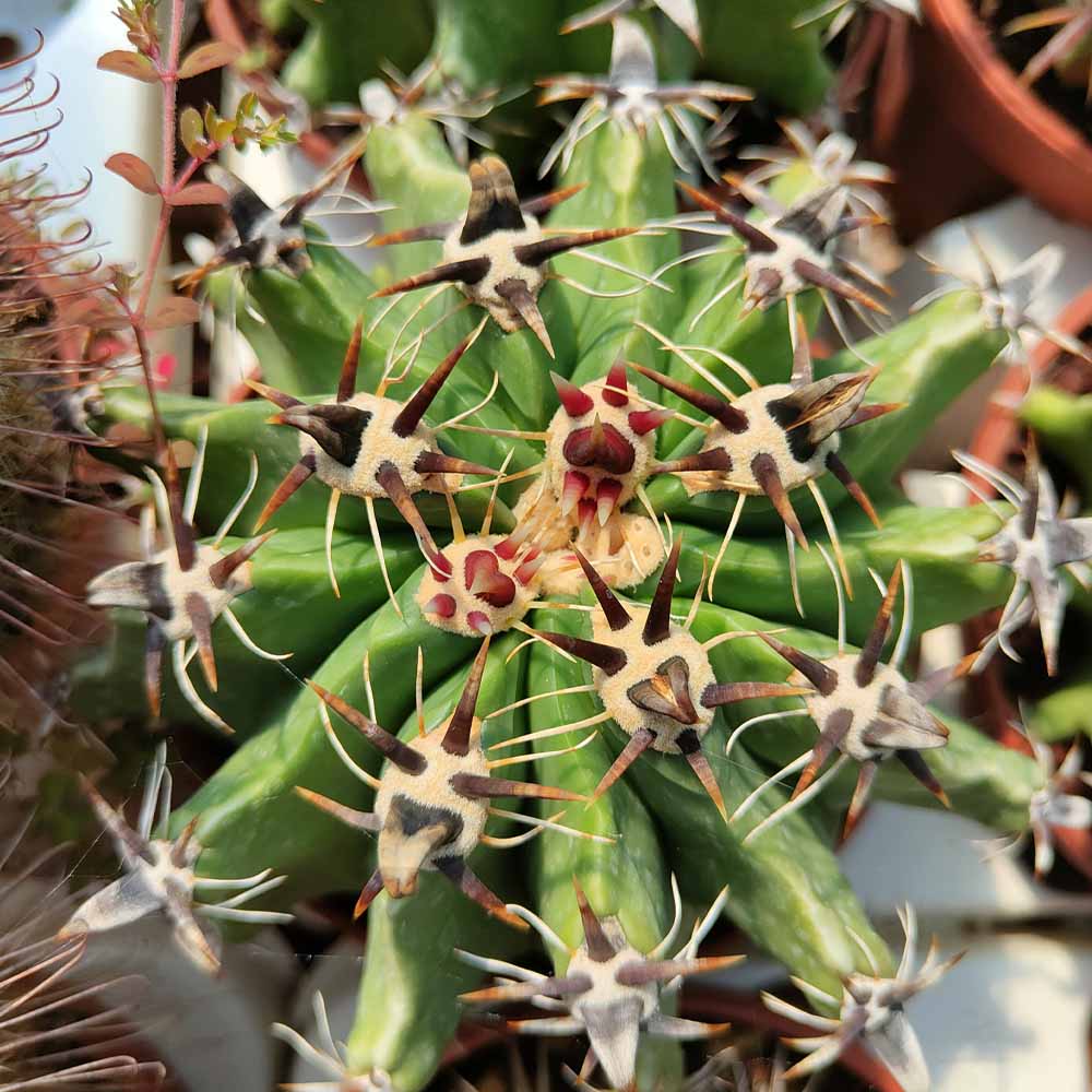 ferocactus horridus brevispinus cactus