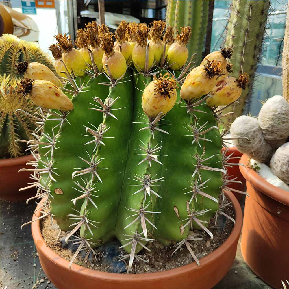 ferocactus horridus esemplare