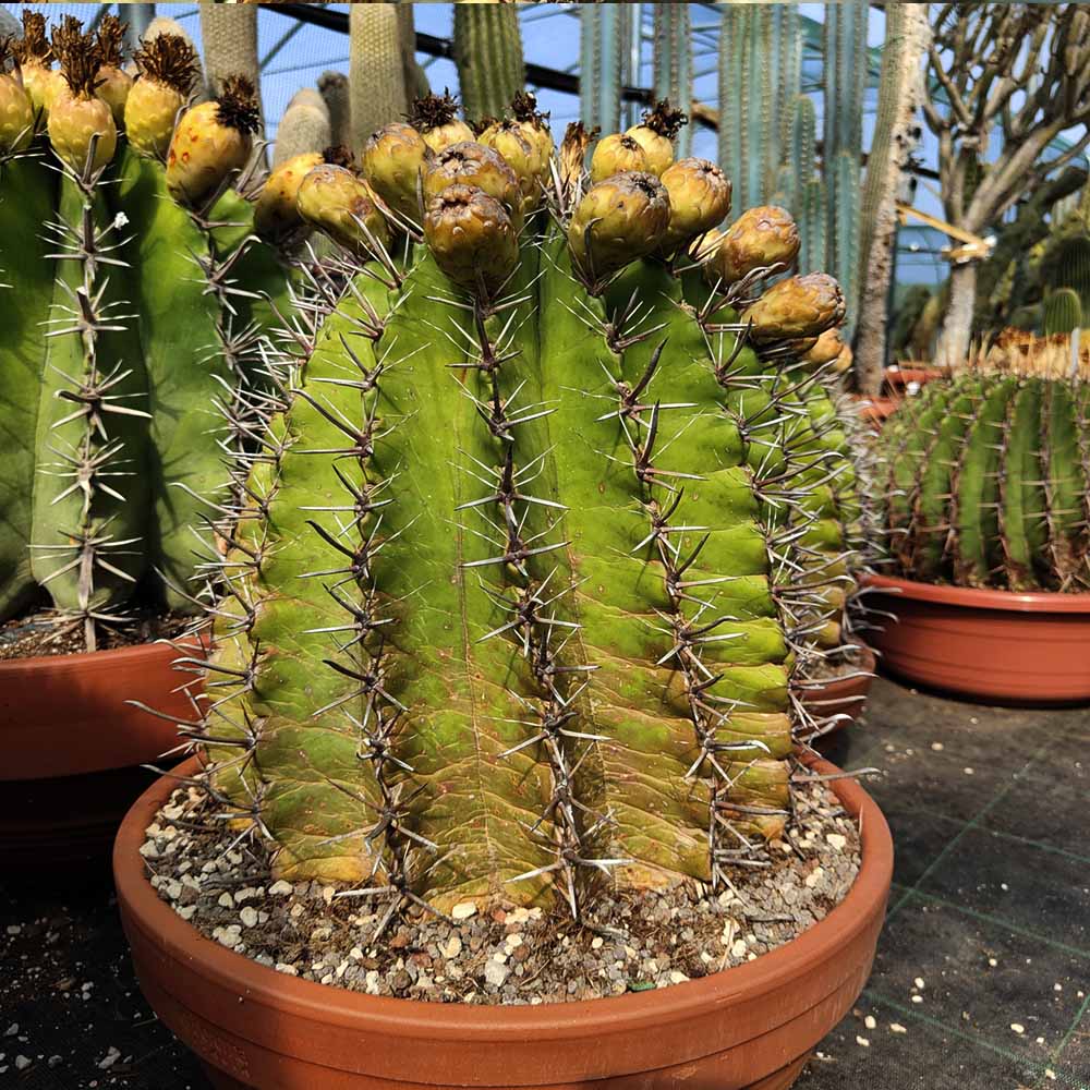 ferocactus horridus pianta
