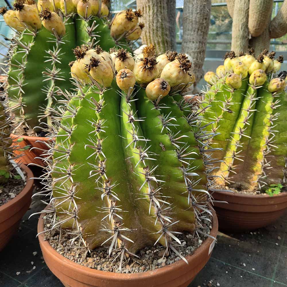 ferocactus horridus
