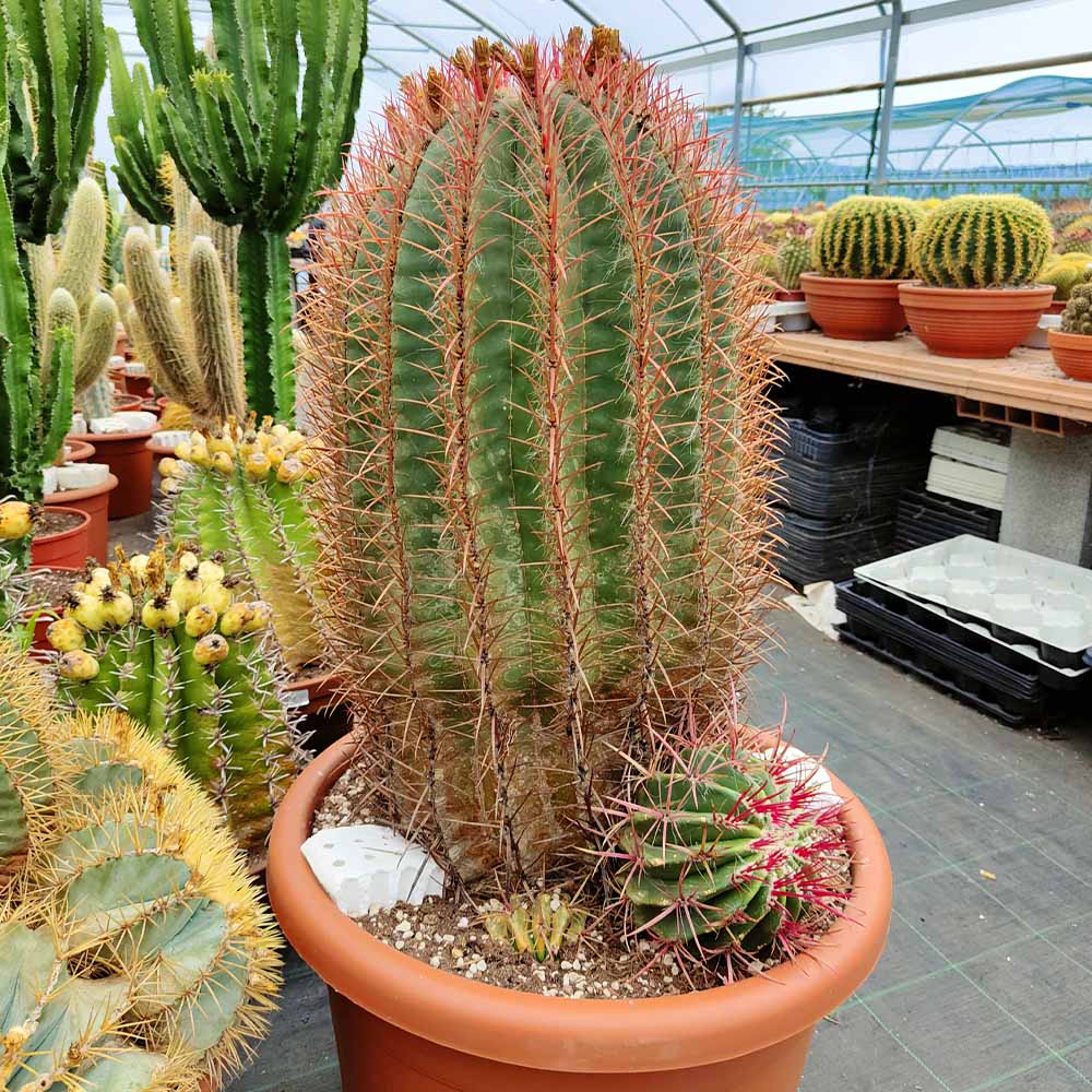 ferocactus pilosus cactus