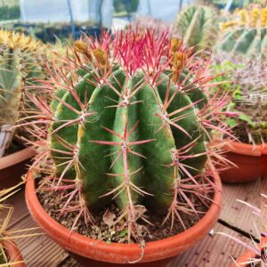 ferocactus stainesi cactus