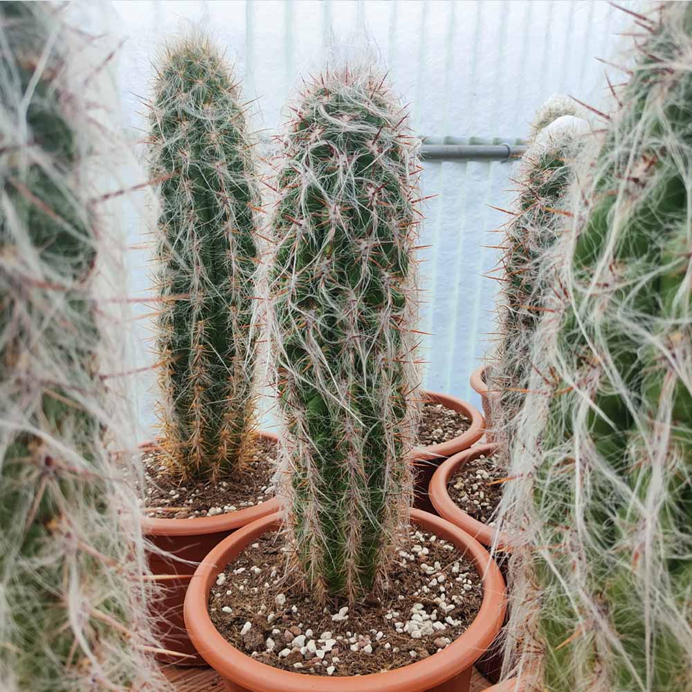 oreocereus cactus