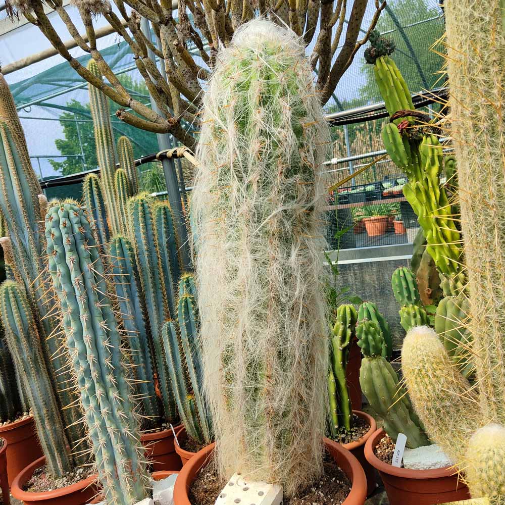 oreocereus celsianus cactus