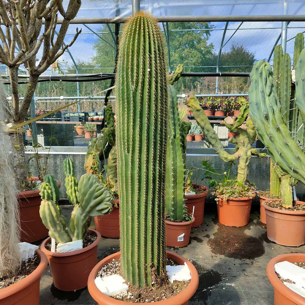 Neobuxbaumia cactus