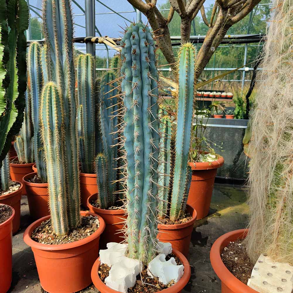 browningia cactus