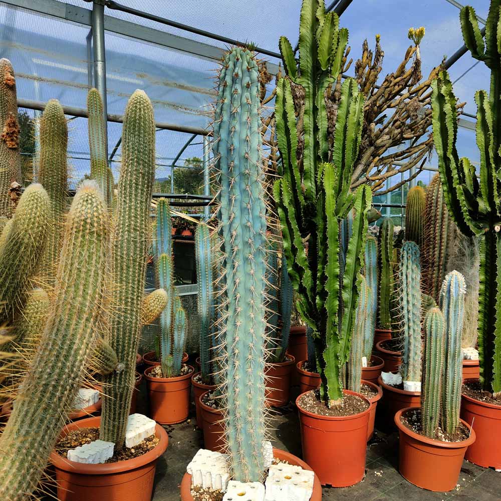 browningia hertlingiana cactus