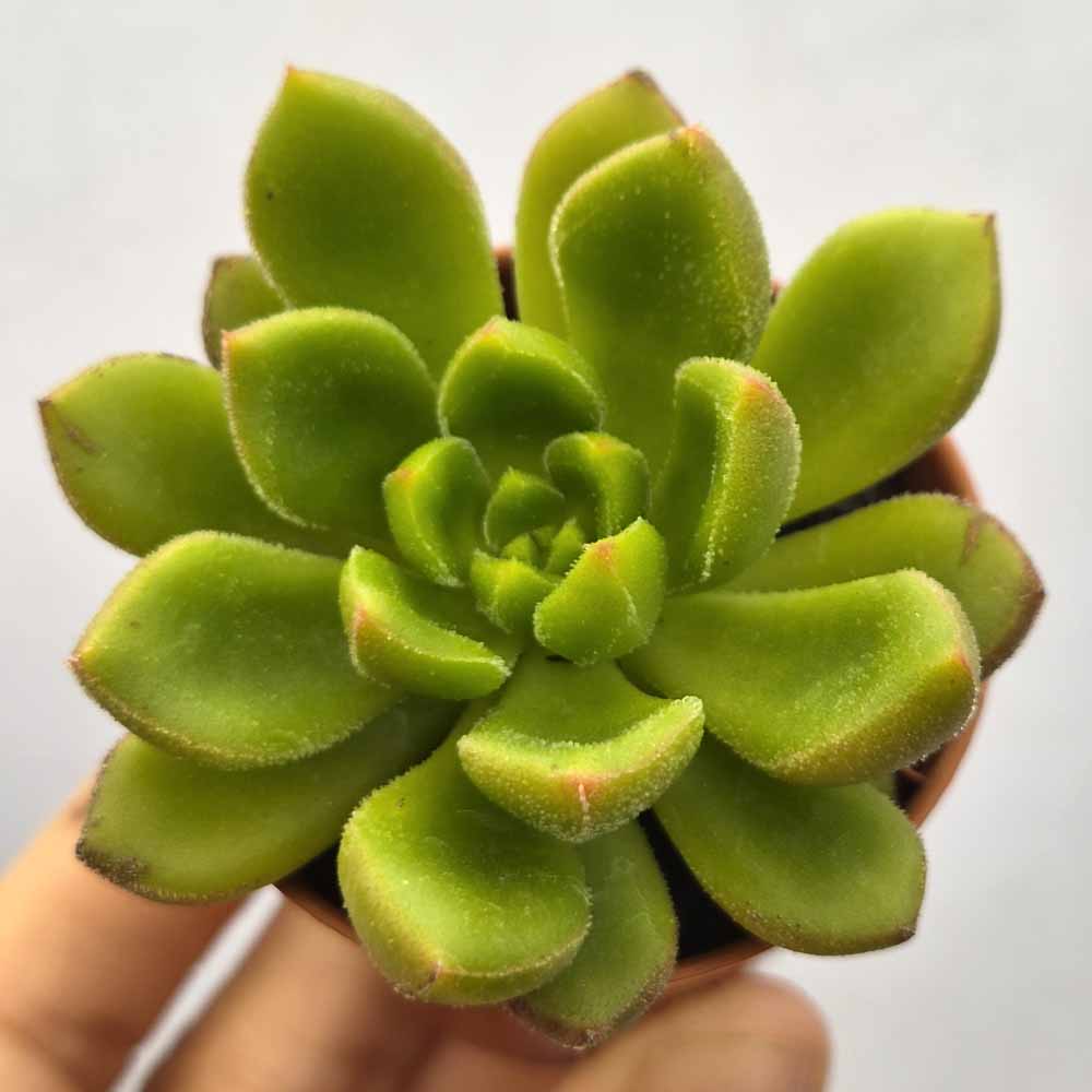 echeveria atroviridis