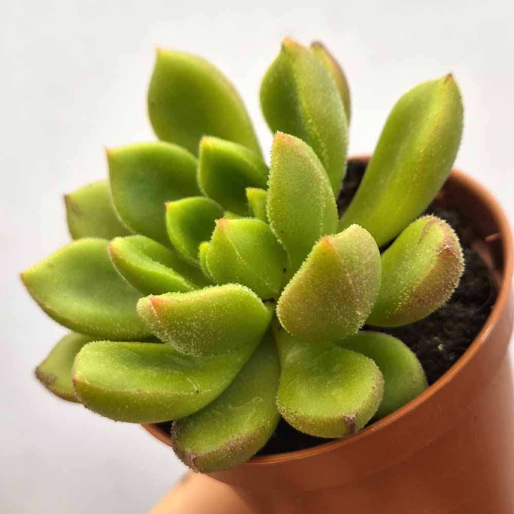 echeveria atroviridis baby