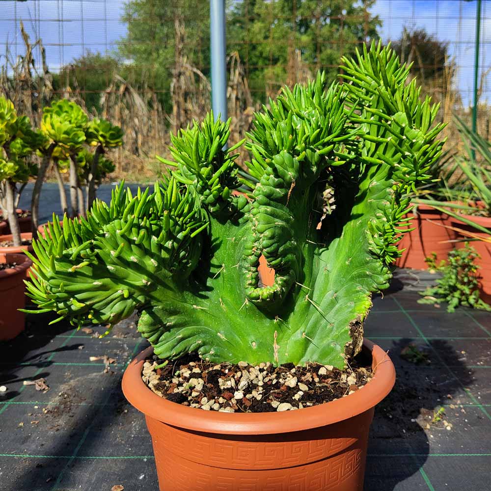 opuntia subulata crestata cactus pianta
