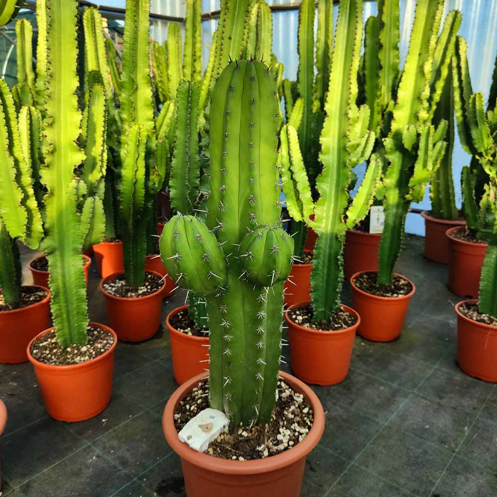 cactus pianta grassa polaskia
