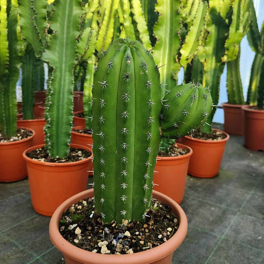 chichipe polaskia cactus