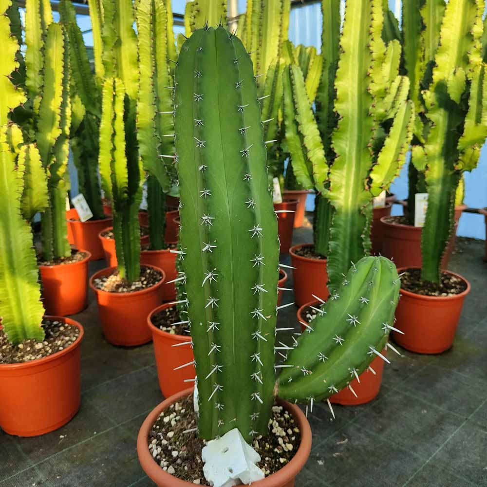 pianta grassa polaskia cactus
