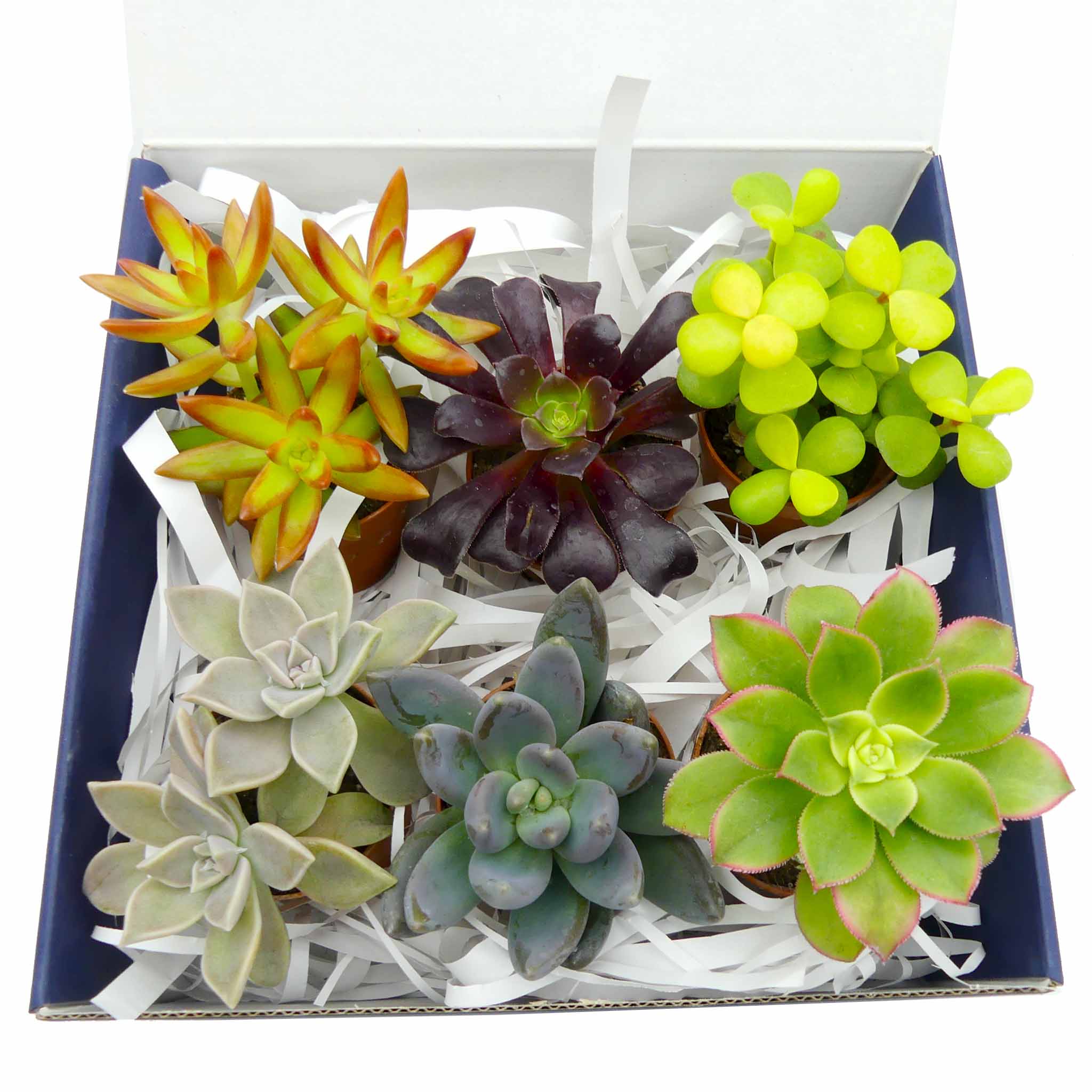 gift box succulente