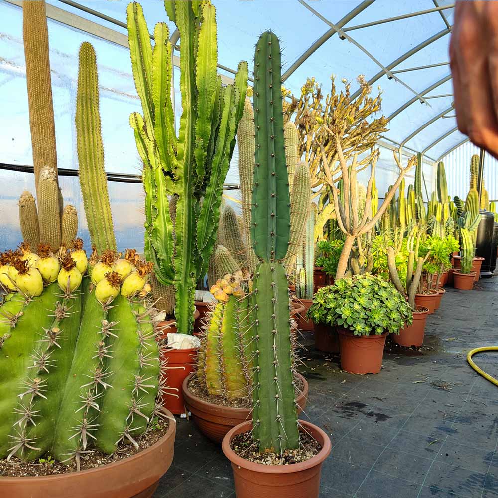 cereus forbesii cactus con spine