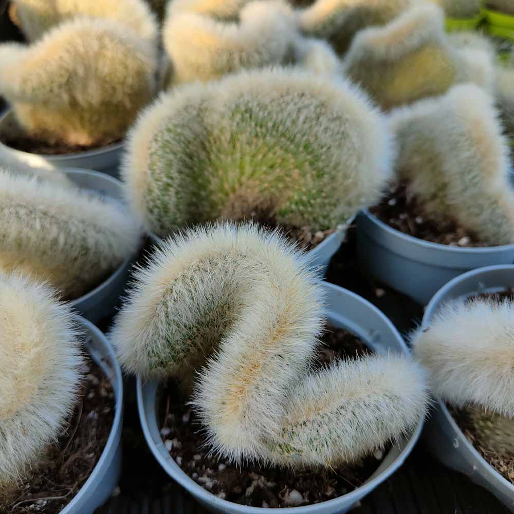 clesistocactus strausii crestato cactus