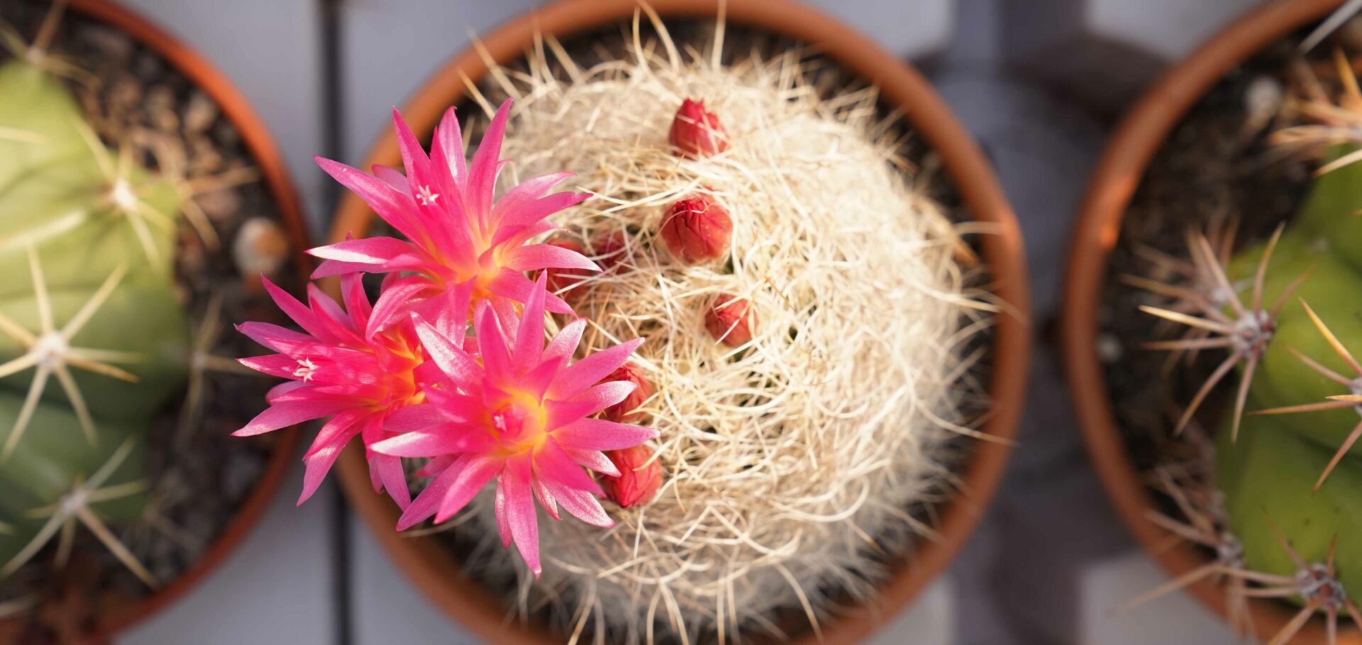Piante grasse con fiori  Lo shop di Spilly Cactus