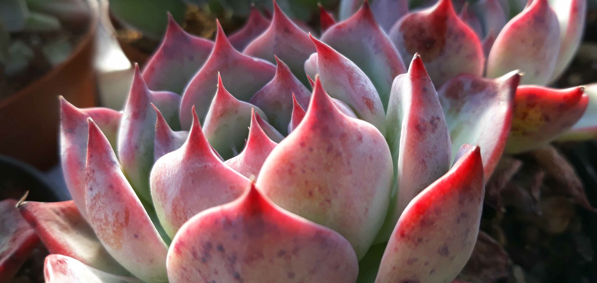 Piante grasse vere piantine succulenti senza spine in vaso 5,5 cm vari  formati