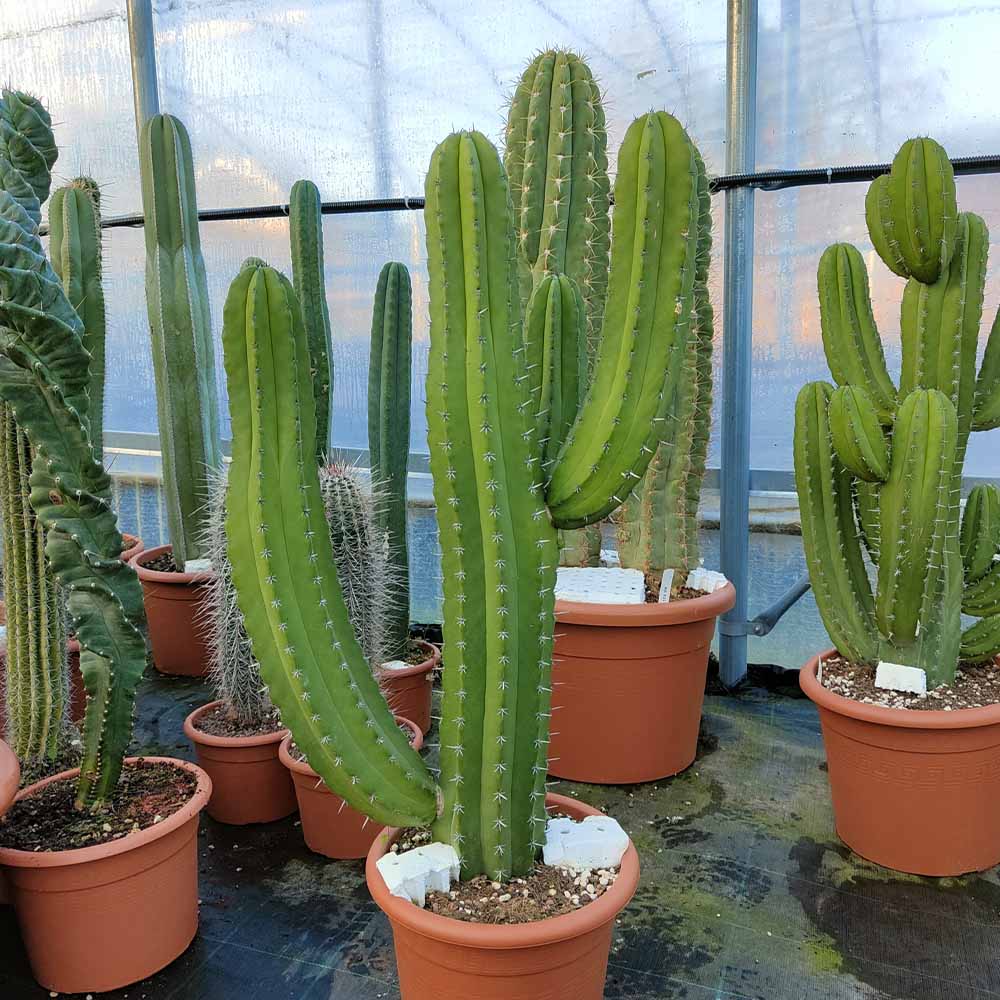 polaskia cactus colonnare