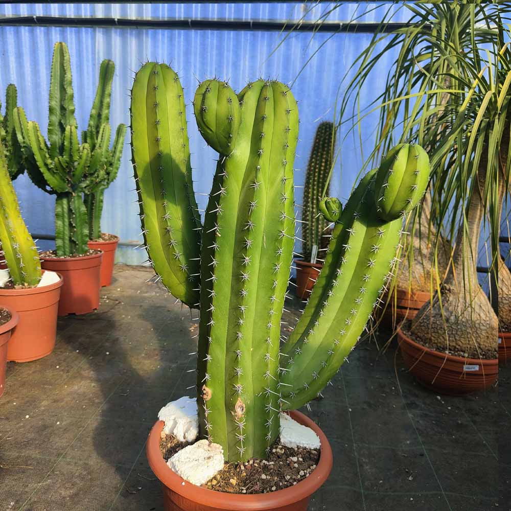 polaskiachichipe cactus