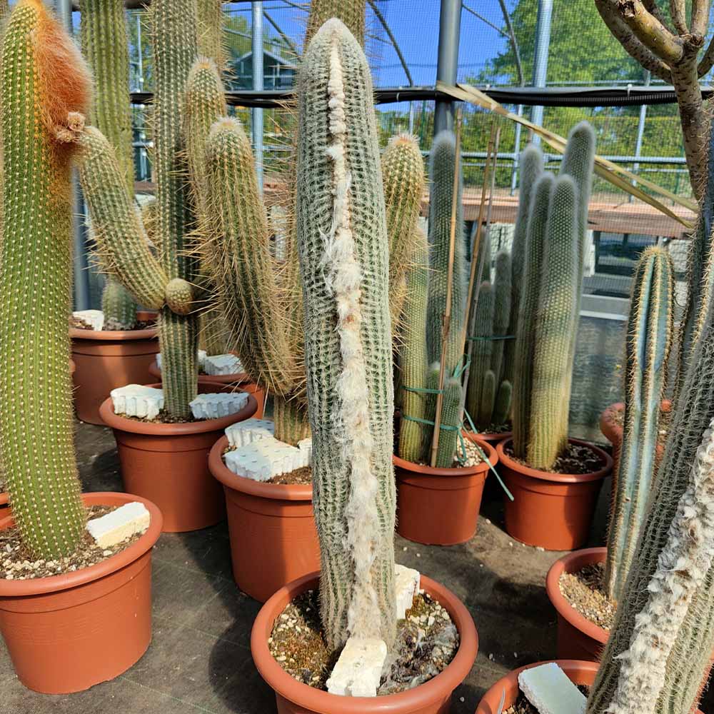 espostoa dybowskii cactus
