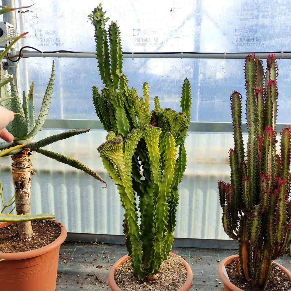 euforbia triangularis cactus