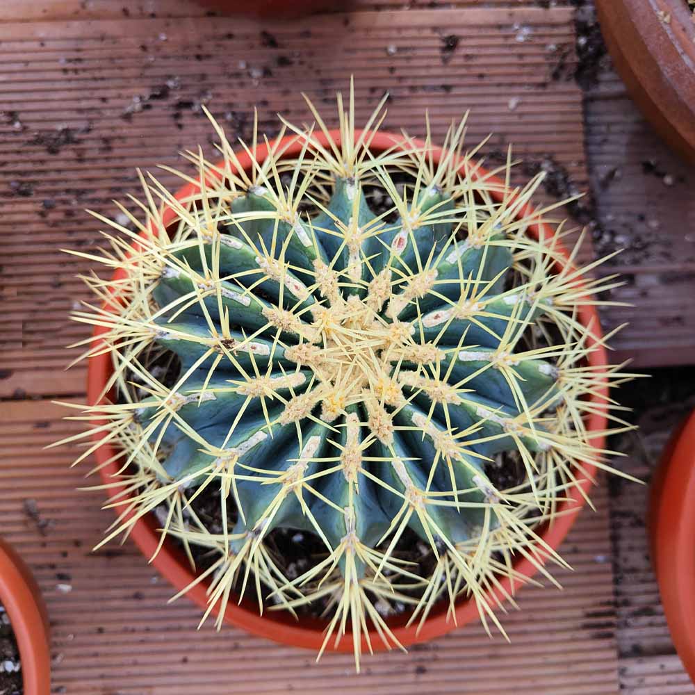 ferocactus glaucescens cactus pianta