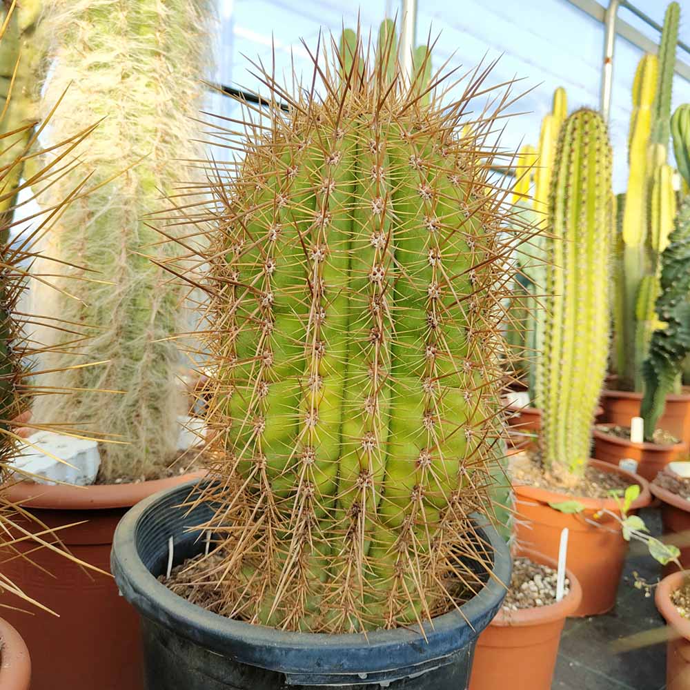 trichocereus cactus terscheckii