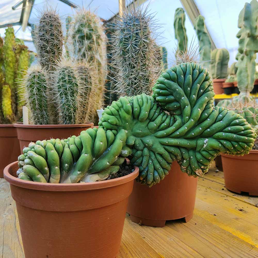 trichocereus crestato pianta cactus