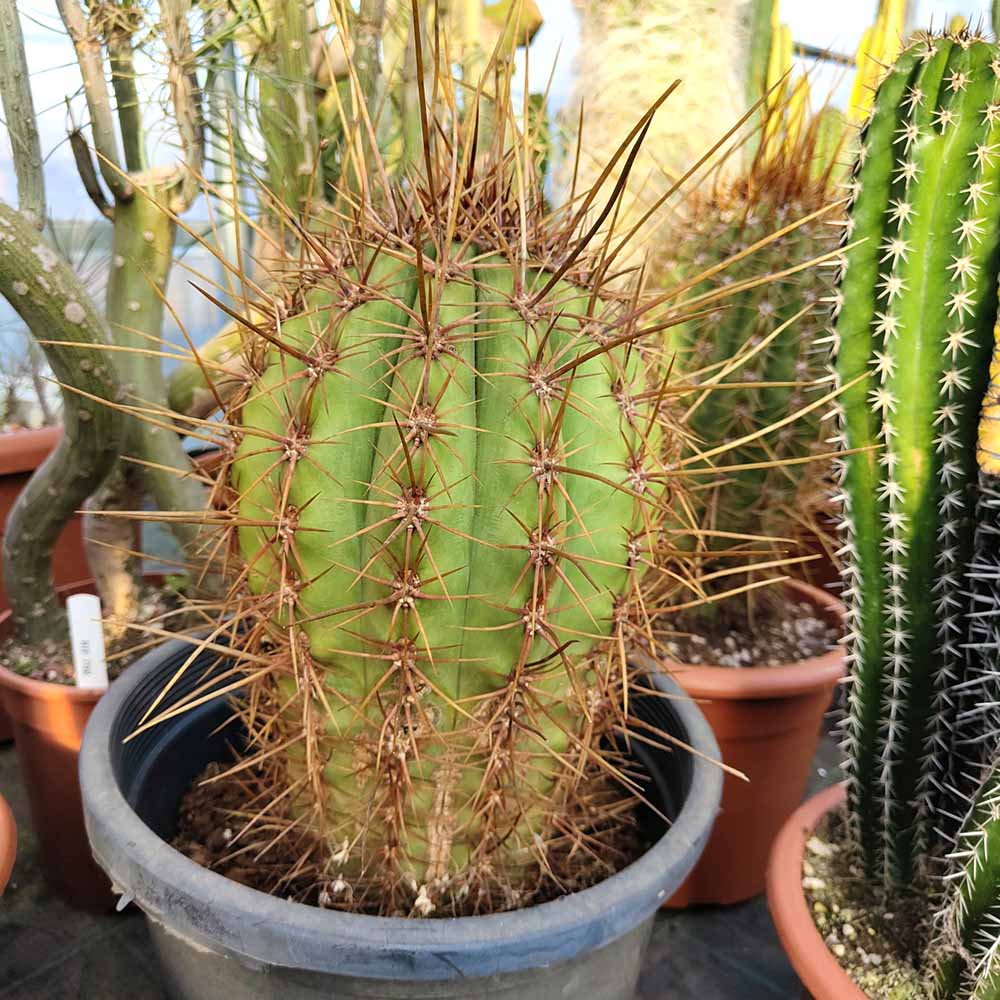 trichocereus terscheckii cactus pianta