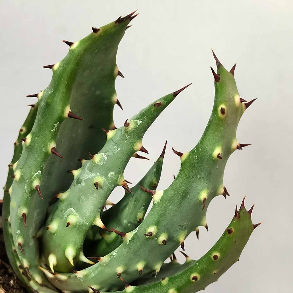 aloe ferox cactus