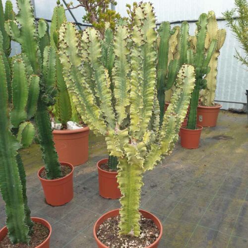 euforbia variegata cactus