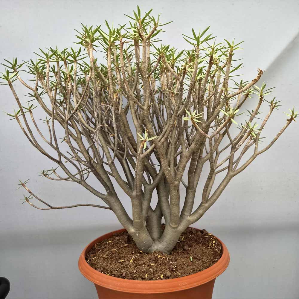euphorbia balsamifera