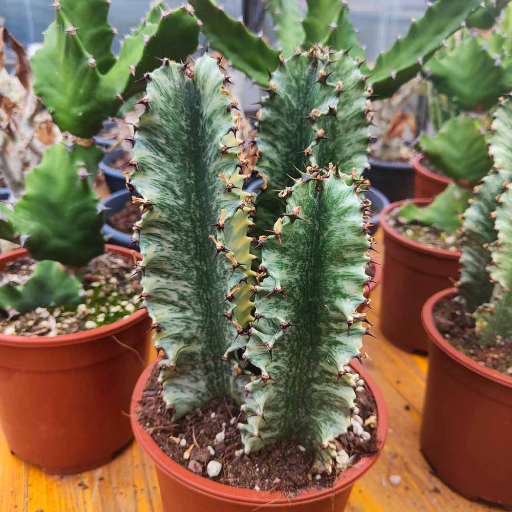 euphorbia eritrea variegata pianta grassa