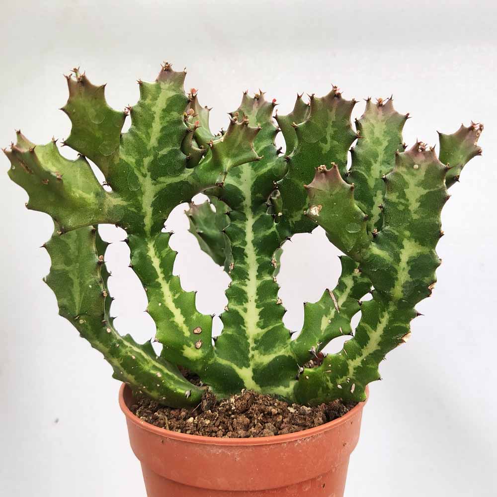 euphorbia lactea