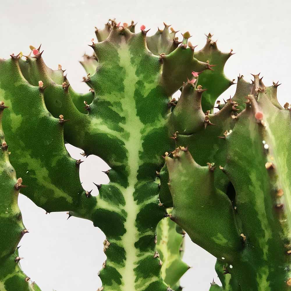 euphorbia lactea pianta